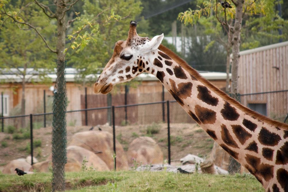 Close up of a giraffe’s neck and head