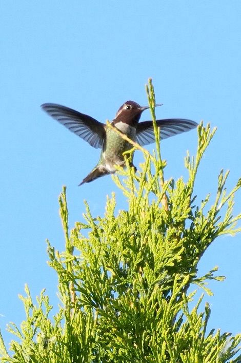 Photo of Anna’s Hummingbird, with wings spread, landing on Arbor Vita. 