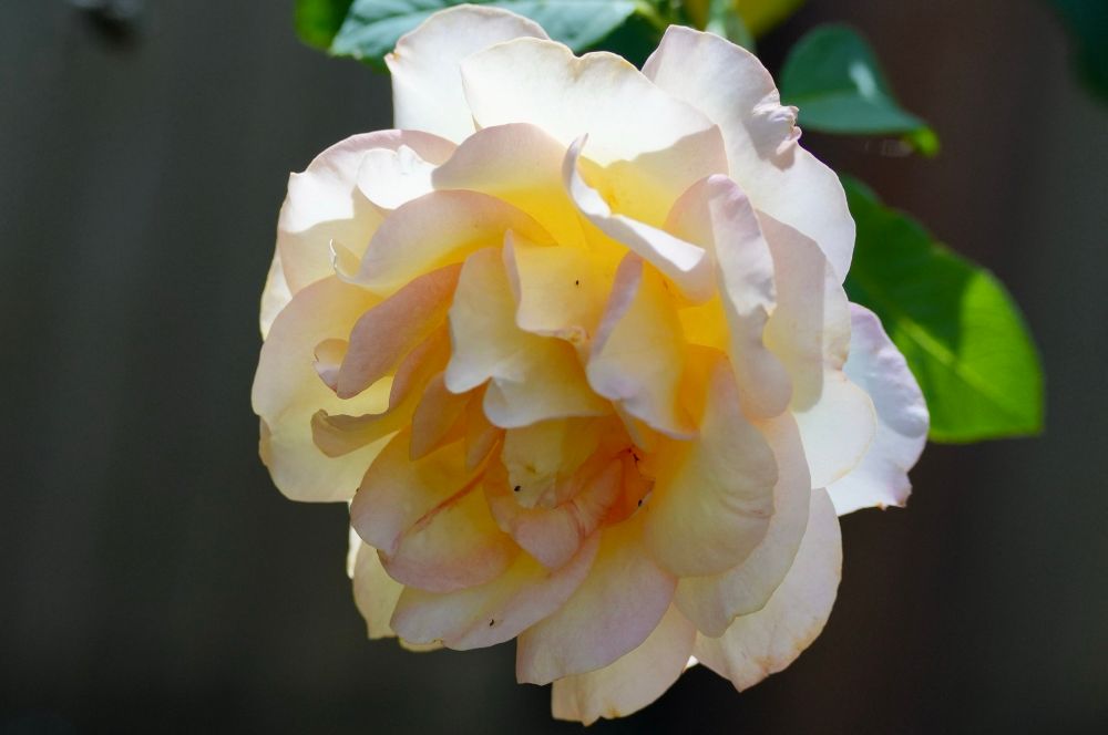 Photo of rose. The rose is yellow with pink hues and takes up most of the middle of the picture. Green leaves are behind the bloom and the background is out of focus backyard fence 