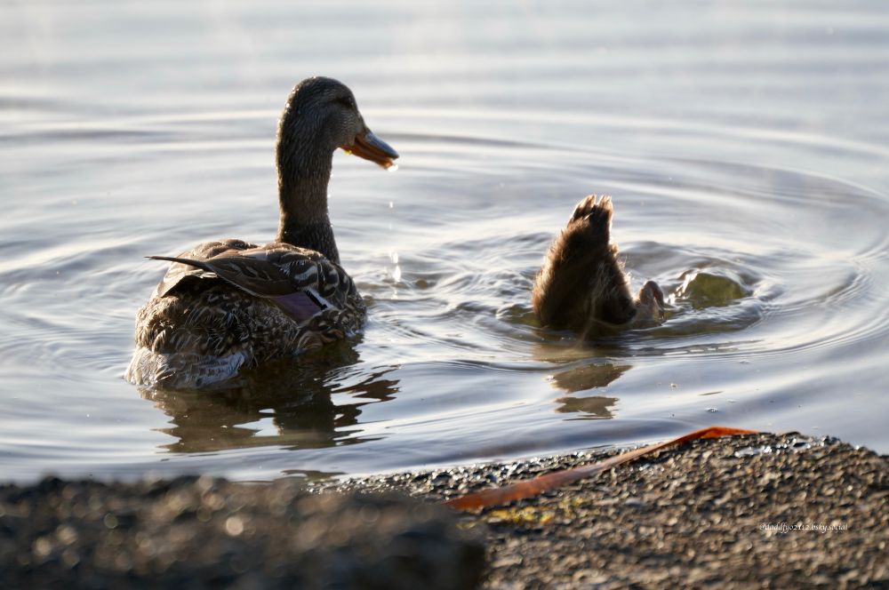 Photo of a mother duck and duckling on Devil's Lake, Oregon. The duckling is tail up with head under water as mother duck watches. 