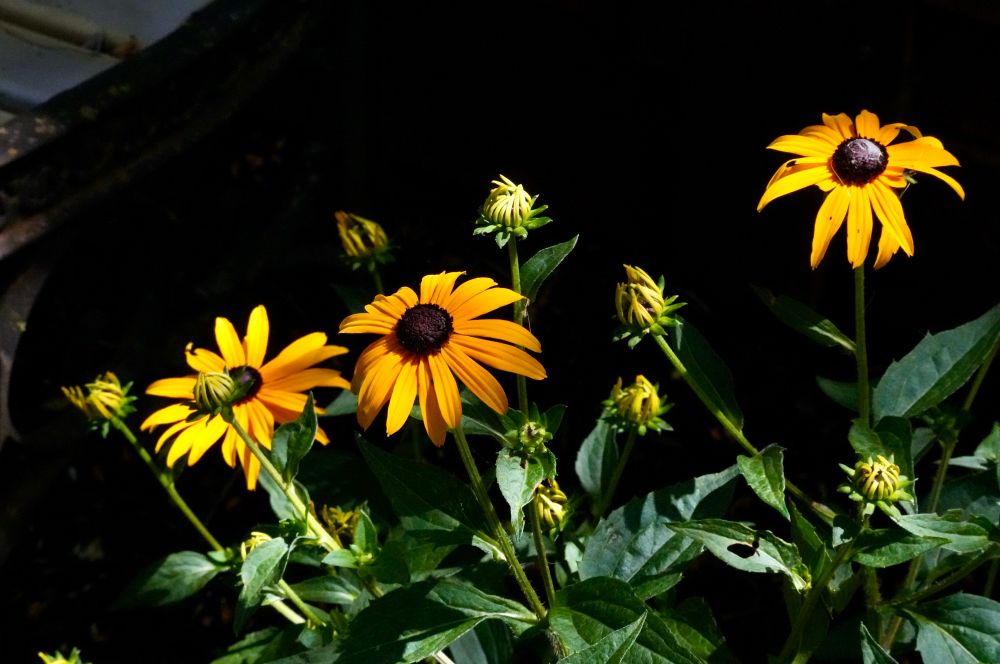 Photo of yellow Black-eyed Susan blooms