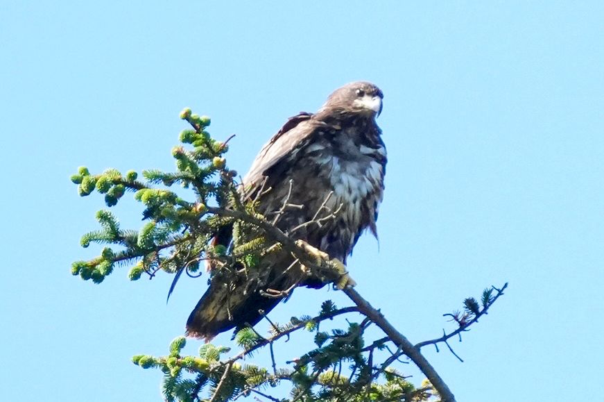Photo of juvenile Bald Eagle perched on a tree branch. Nestucca River, Pacific City, Oregon