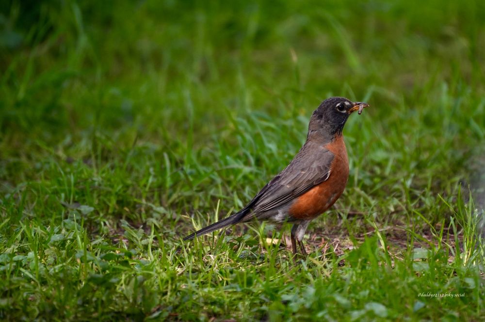 Photo of Robin on grass, holding a grub, ready to snack on it. Taken at Devil's Lake Campground in Lincoln City, Oregon