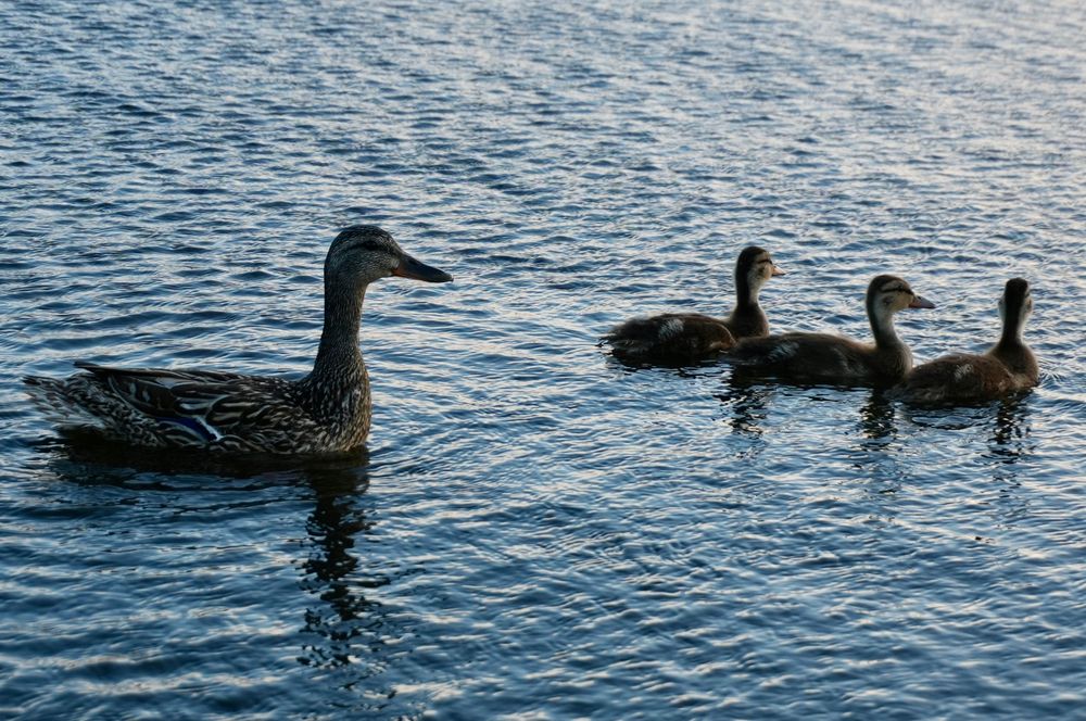 Photo of a family of ducks swimming on Devil’s Lake, Oregon. Mother Duck is on left side watching over three ducklings on right side. 