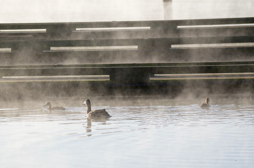Photo of three ducks swimming on a misty lake in front of a small boat dock at Devil’s Lake, Oregon. July 2025