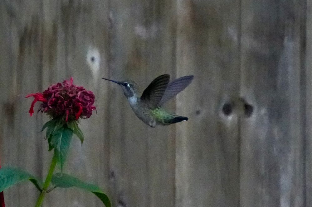 Photo of Hummingbird hovering near a red Bee Balm bloom that is done blooming 
