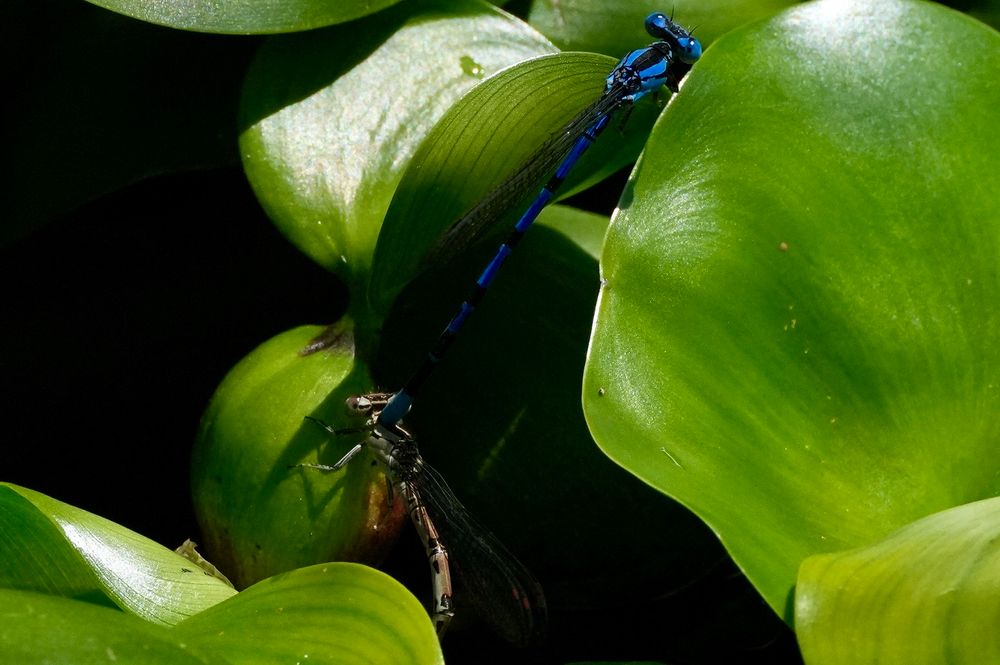 Close-up photo of two damselflies on leaves of Water Hyacinth. 
