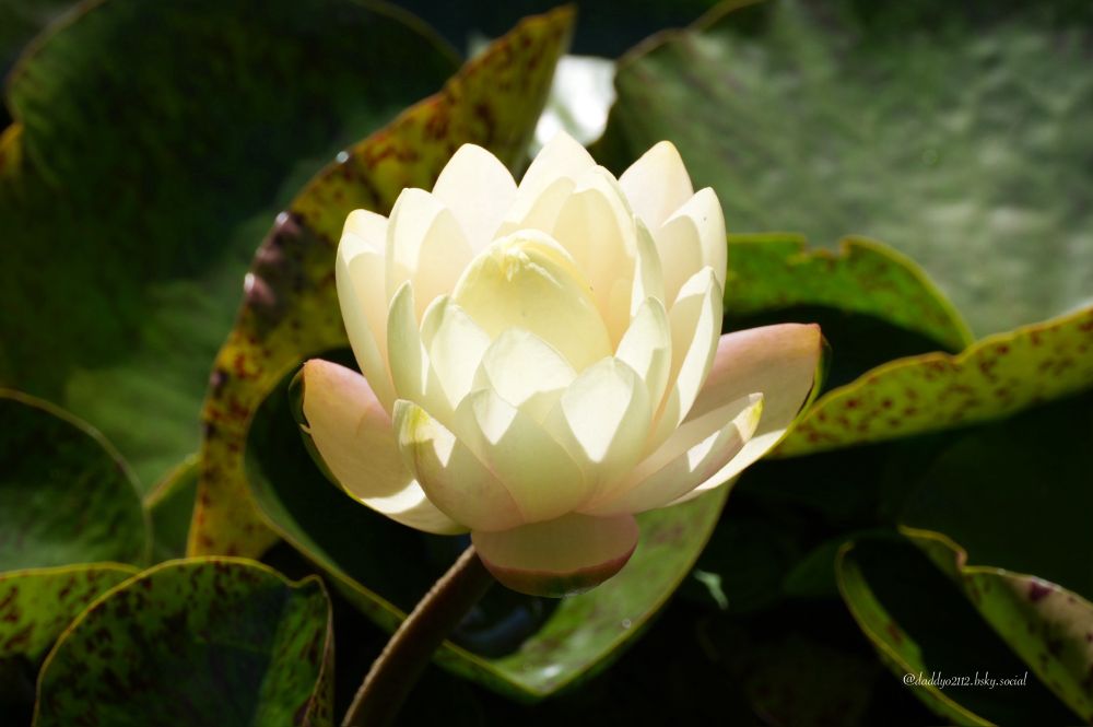 Photo of yellow Water Lily blooming surrounded by green Lily Pads