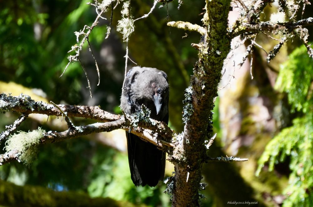 Photo of a crow perching on a tree branch. Crow's head is tilted downward, appearing to look suspiciously at the camera. The tree branch is covered with lichen. Photo was taken at Devil's Lake, in Lincoln City, Oregon.