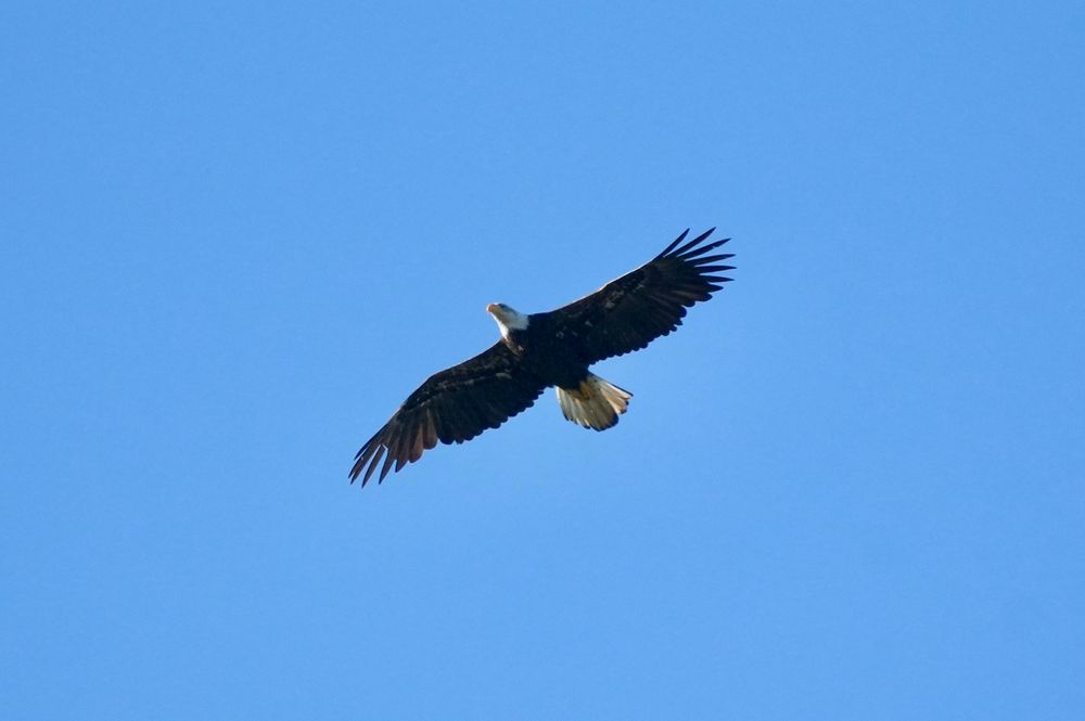 Photo of bald eagle soaring across the sky