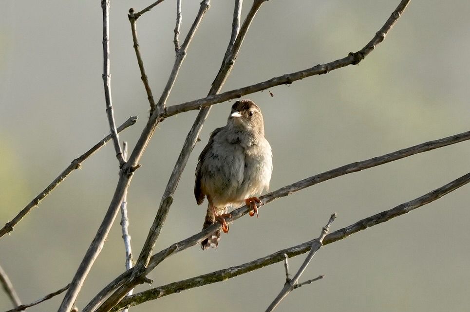 Close-up photo of a Sparrow in a tree 