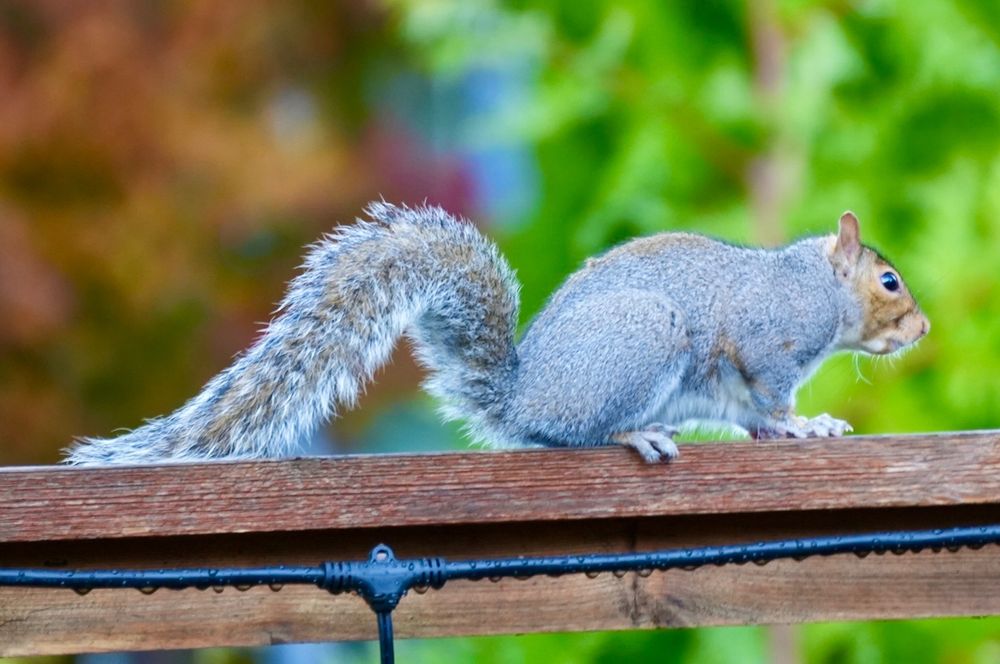 squirrel on top of a fence 