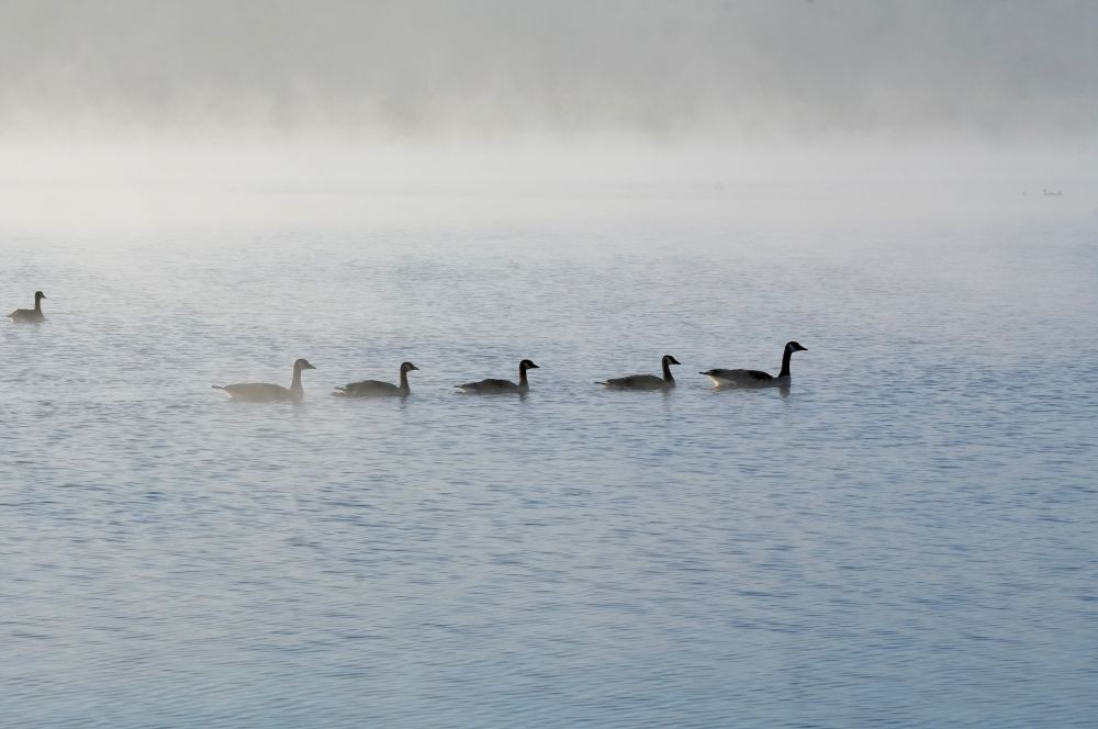Photo of Canadian Geese on Devil's Lake, near Lincoln City, Oregon. Geese are lined up swimming toward the right of the frame. A mist hangs over the lake behind the geese