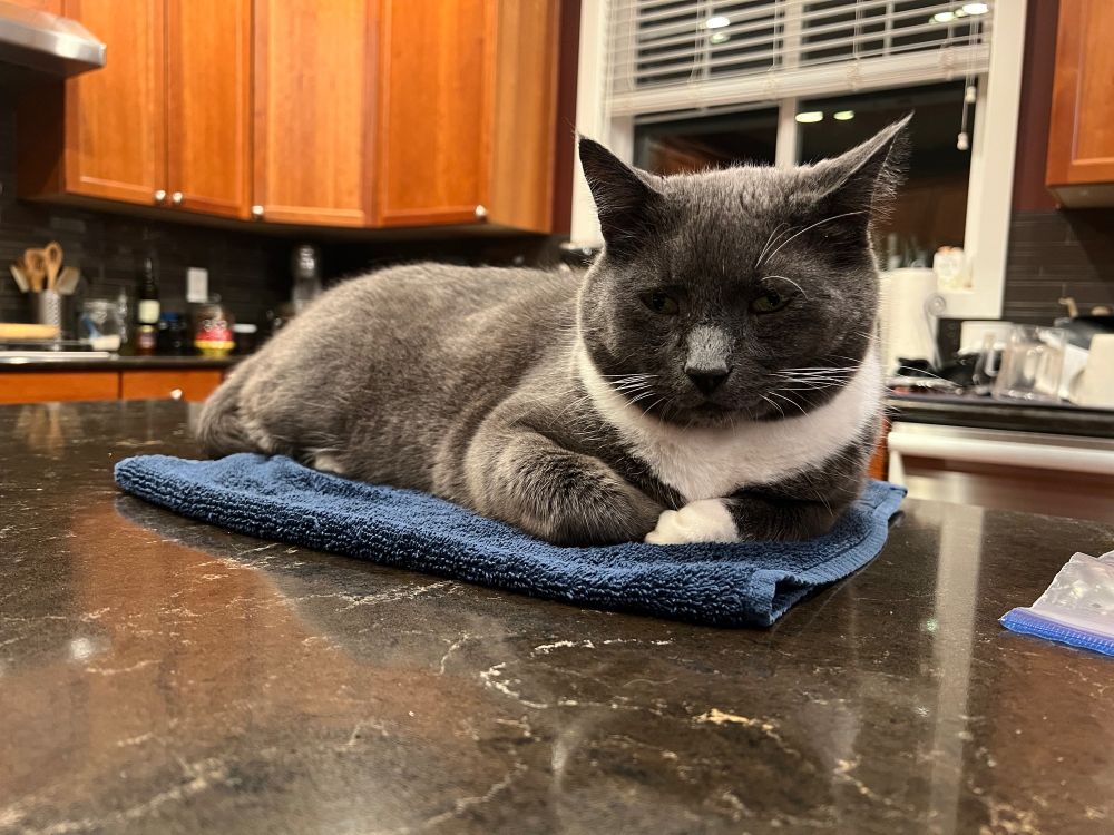 Fionn the tuxedo cat rests on a hand towel on the kitchen island. Mom would not be pleased.