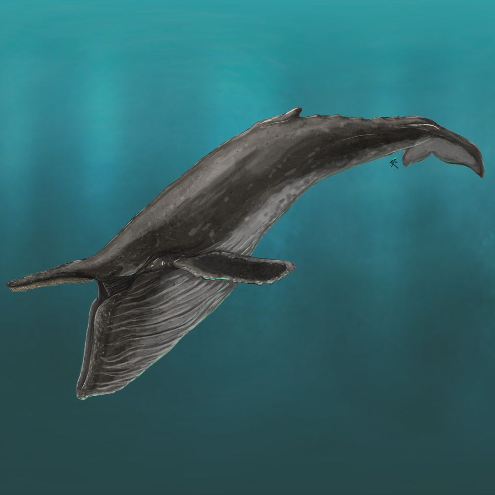 A humpback whale with its mouth open in the act of lunge feeding, with the throat expanding due to incoming water. Best animal, fight me.