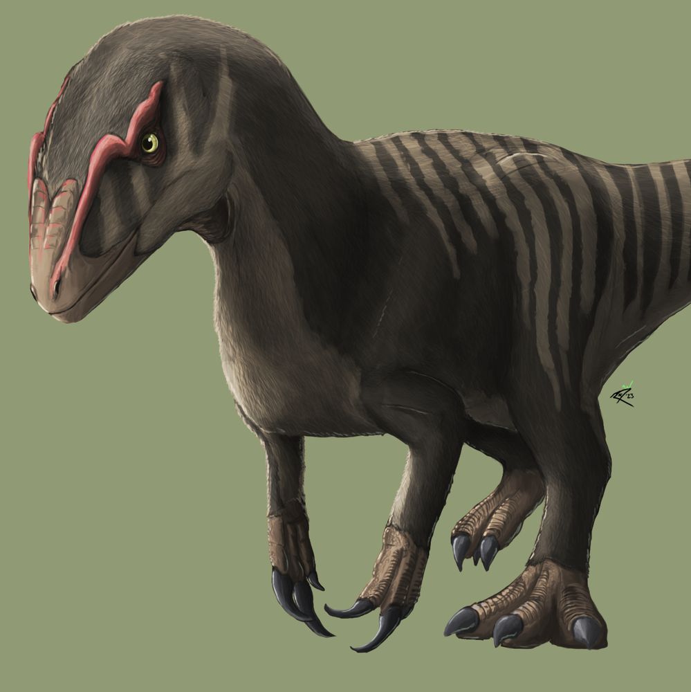 A Victorian polar megaraptor walking towards the viewer. Reconstructed as a dark brown, large clawed meat eating dinosaur with beige stripes increasing in prominence from the torso to the tail and with speculative red head crests.