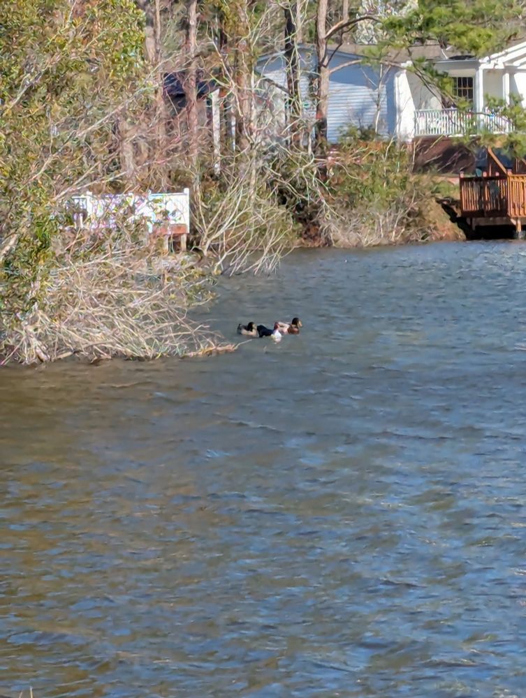 A photo of a few ducks, including mallards, on the lake