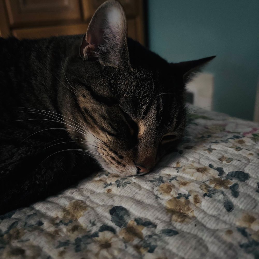 Lazy boy but he’s a love 