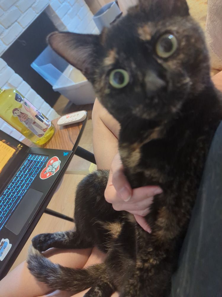 A shocked tortie