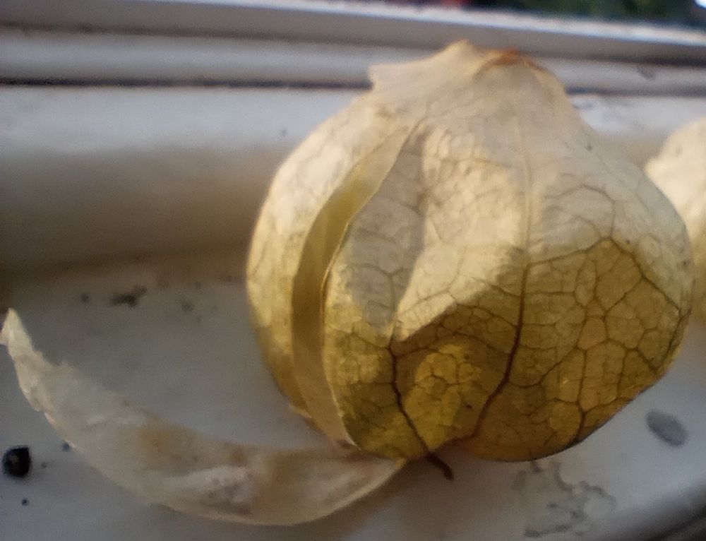 Tomatillo husk with one section opened, on a windowsill with sunlight coming from the left.