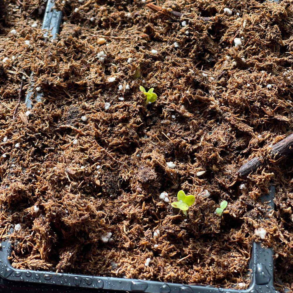 Seedlings in a growing tray. 