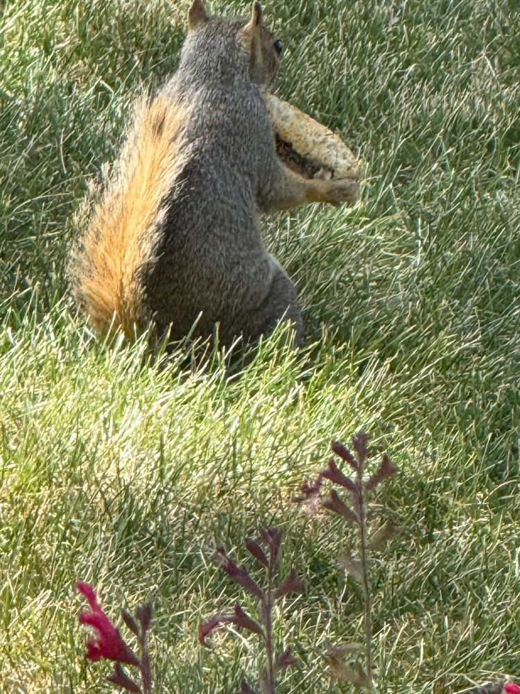 A squirrel snacking on a recovered hot dog in a bun which he’d hidden by my day lillies.