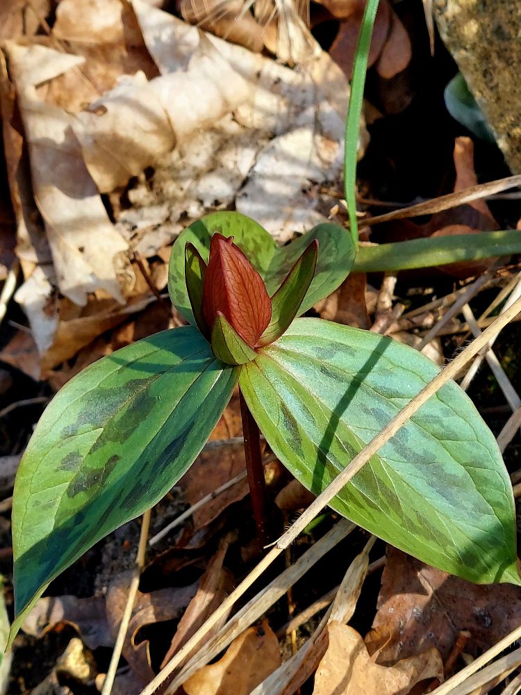 Trillium just before she opened. Red blossom, large green leaves with darker green patches, leaf litter background. I'm sorry I don't know the species. @HaHa Tonka State Park.