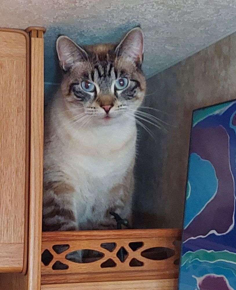 Delta Kitty climbed up to the top shelf where she barely fits. Her blue eyes accented by my daughter's abstract painting in blue, purple, green, and cyan.