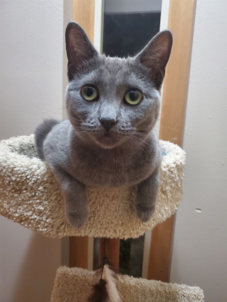 Izzy, grey cat, posed on top of her cat tower with her front paws resting over the edge, staring at the camera, and with ears at attention.