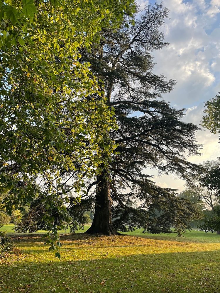 Trees, grass and blue sky and clouds, bathed in a soft light coming from the right.
It is the park of the venue where the conference takes place.
Photo by Alexander Alemayhu
