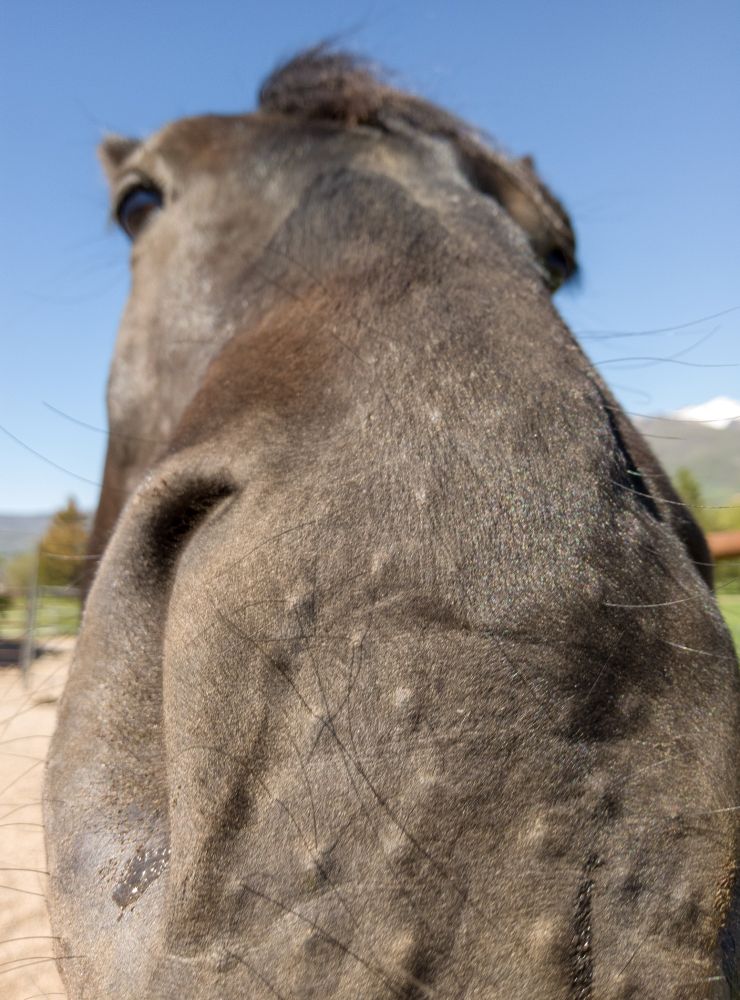 friesian cross mare checking out the camera