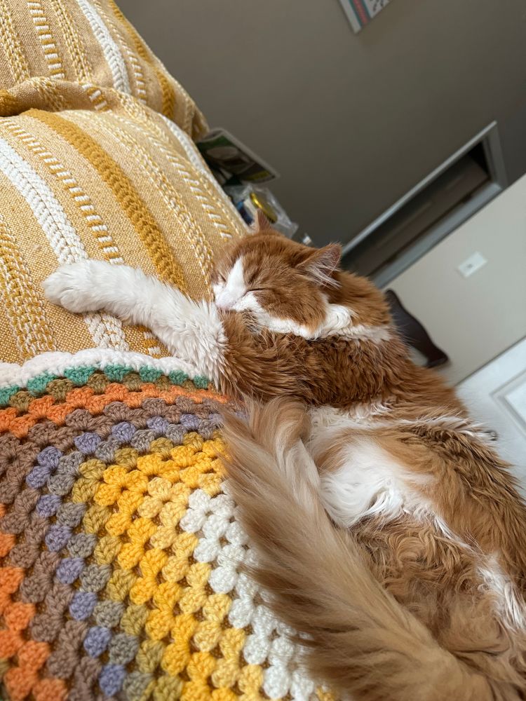 Orange and white cat naps on the back cushion of a couch with one front paw stretched down