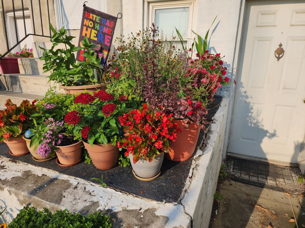 Pots of flowrs blooming on a raised concrete pad in Baltimore. Lots of red blooms and a dark flag with rsinbow letters: Hate has no home here.