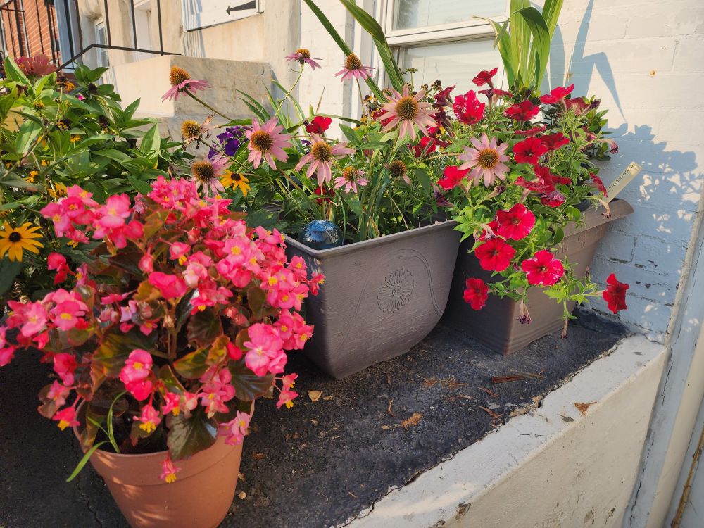 Red begonia, pink cone flowers and red petunias in ots on a concrete pad in late western  sun.