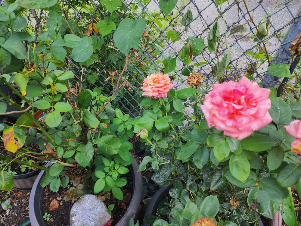 Peach and pink roses blooming next to a chain link fence.