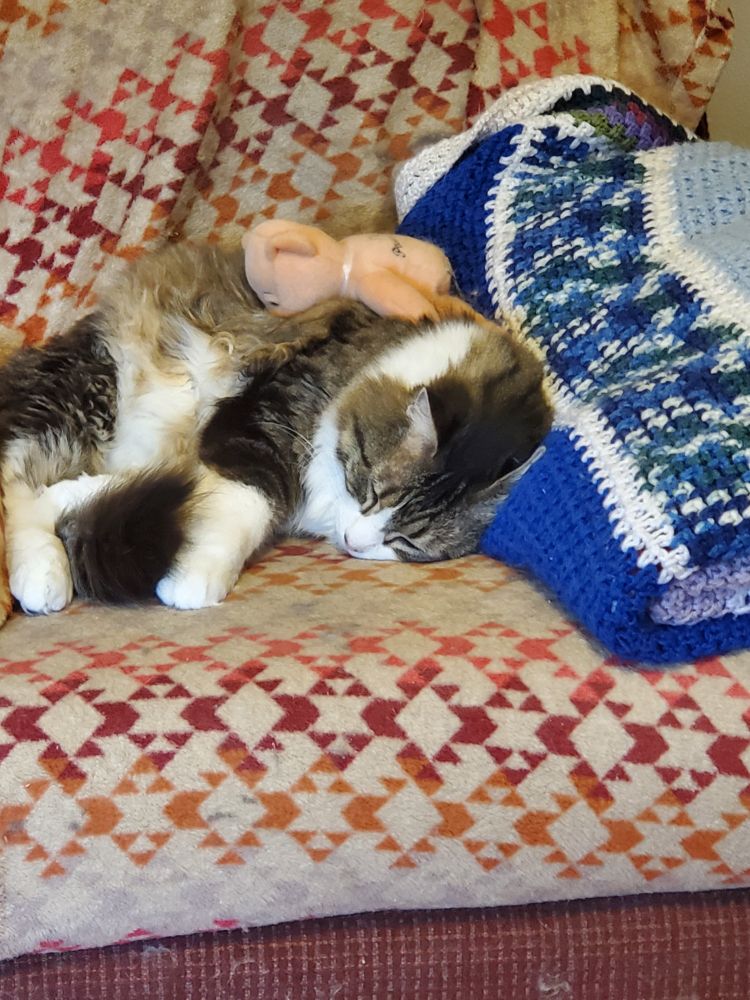Sherlock kitty sleeping with his bear.