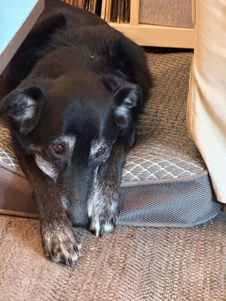 A black dog with white eyebrows rests his nose between his paws, half off a very soft looking bed. 