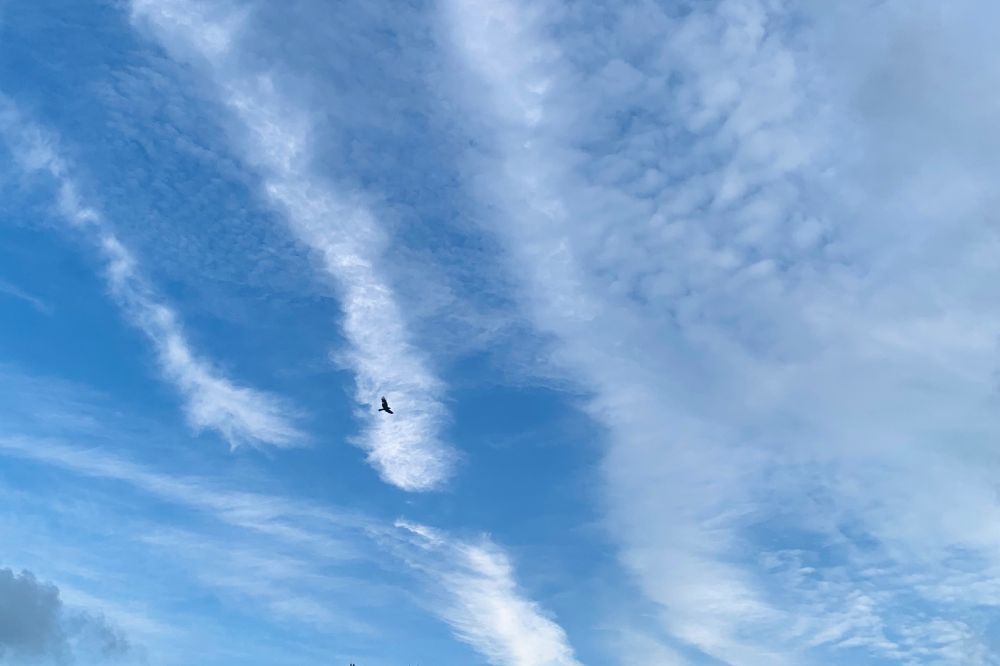 A hawk effortlessly gliding amongst the clouds in a blue sky. 