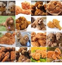 A picture showing dogs that look like fried chicken and a bunch of fried chicken captcha style