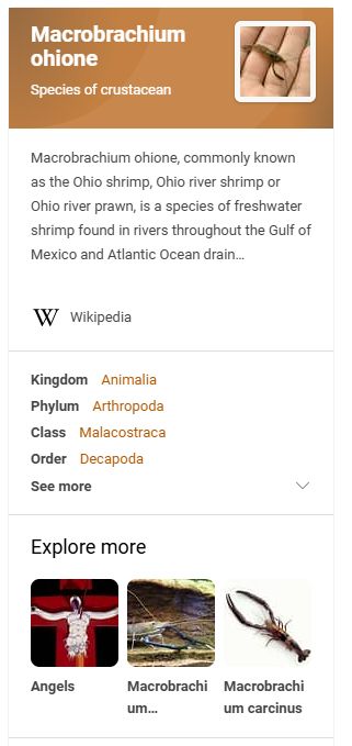 Screen capture of the sidebar of a Google search for 'Ohio shrimp'. The top summarizes a wikipedia entry for Macrobrachium ohione. Below it in the 'Explore more' section is two images of shrimp and one of the angel Lilith from Evangelion, crucified.