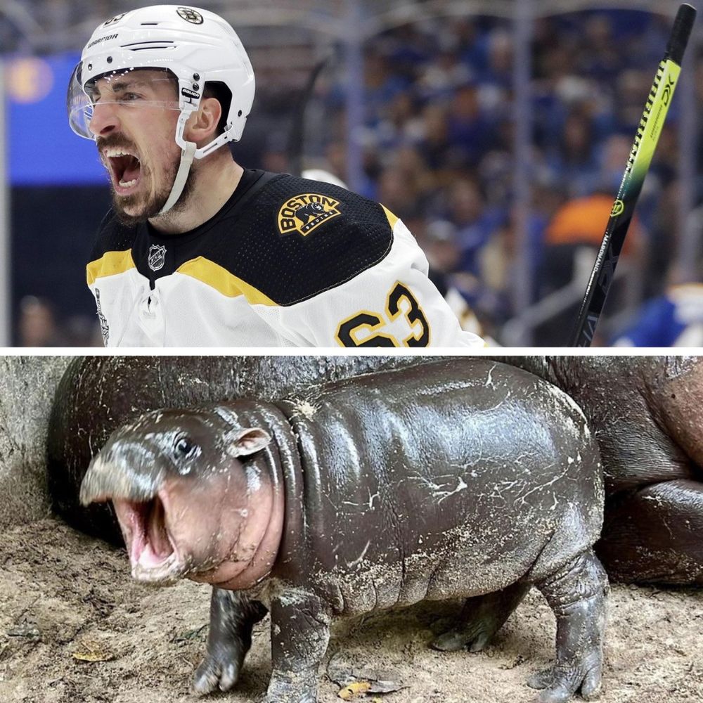 A photo of Brad Marchand yelling above a picture of Moo Deng the baby hippo with her mouth wide open.