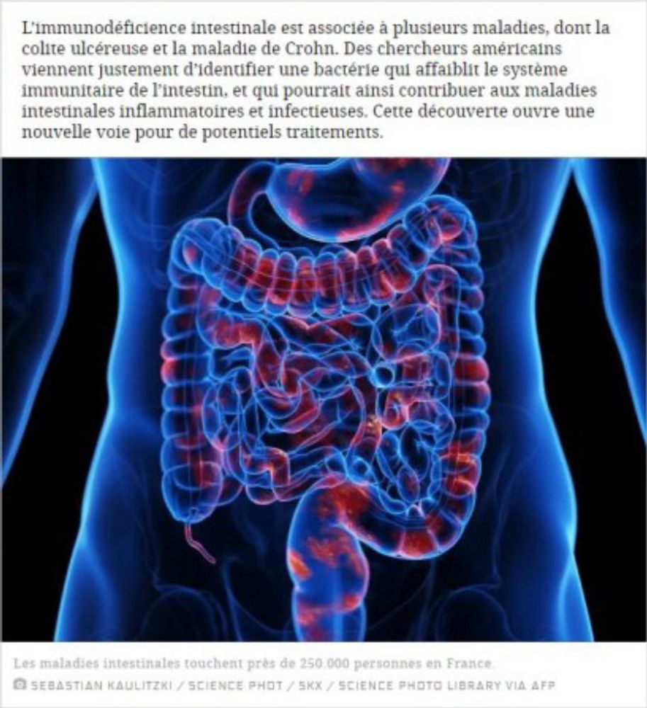 scienceetavenir - Maladie de Crohn : une nouvelle bactérie ouvre des perspectives de traitements