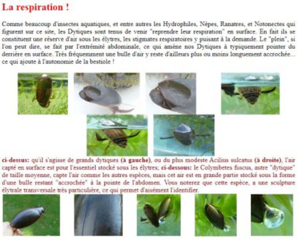 insectes-net -  Les DYTIQUES ! (Genres Dytiscus & Cybister, Coléoptères Dytiscidae)