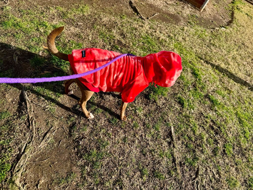 Caprica the Dog in an orange hoodie
