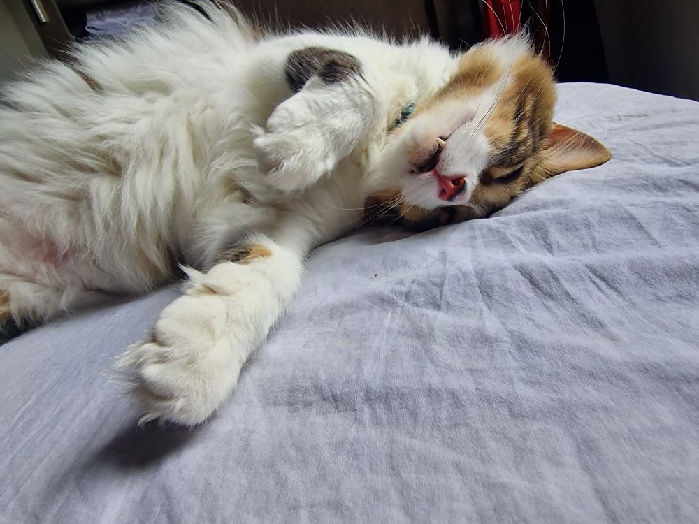 Um gato dormindo na cama com uma pose totalmente relaxada 