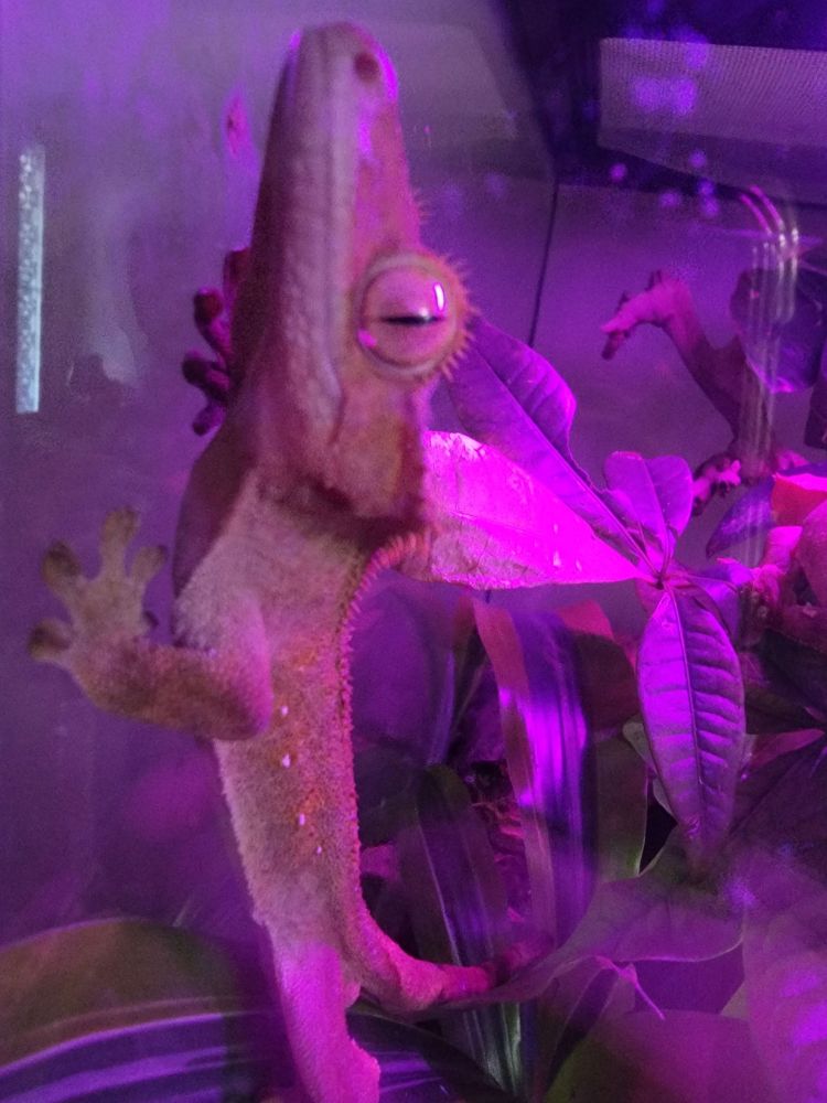 Male crested gecko in bisexual lighting.