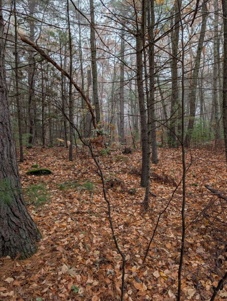 One of many tester images I'm thinking about for the cover of Escape and Transform. Photo includes woods, leaves, and fog.