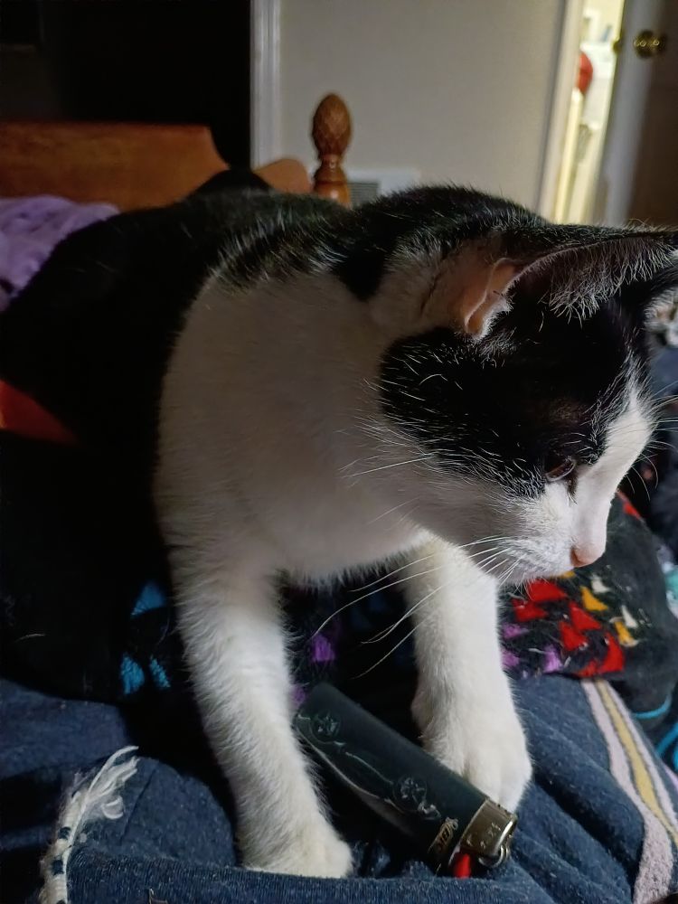 A black and white cat  