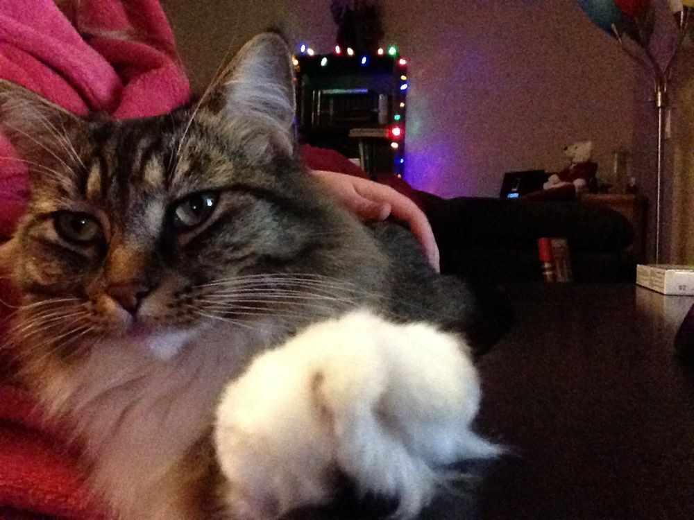 Fluffy brown and white tabby cat laying down, not looking at the camera. One front paw is in the foreground and looks like it could be giving a fist bump. 