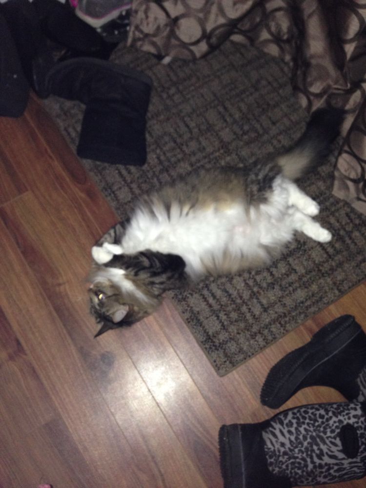 Brown and white fluffy tabby cat laying on her back looking at something. 